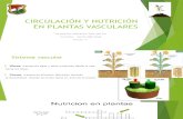 Circulación y Nutrición en Plantas Vasculares Grabacion