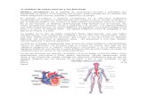 11 sistemas de cuerpo humano y sus funciones.docx