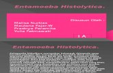 slide Entamoeba Histolytica