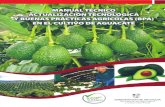 actualizacion tecnologica y buenas practicas agricolas en el cultivo de aguacate.pdf
