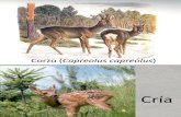 06 Corzo (Capreolus Capreolus) 15-16