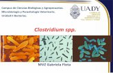 Clostridium 2016.pdf