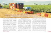 Breve historia de la agroexportación en el Perú.