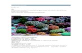 Corales Para Novatos-2