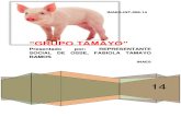 Proyecto de Cerdos Tamayo