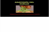 Anatomía Del Cuello 1