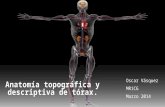 Anatomía torax