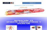 Tema 5-Aparato Circulatorio y Excretor(d)