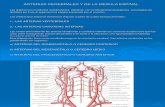 Arterias cerebrales y de la médula espinal