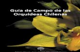 Orquideas Chilenas