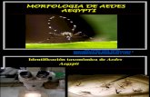 Karin Morfologia de Aedes