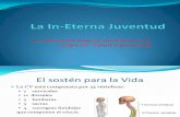 Juventud Vertebral - 9 -2012-Show