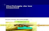 Chapter 16B Morfología de los Insectos