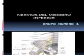 Nervios Del Miembro Inferior. Presentacion