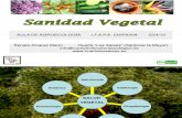 Aula de Agroecologia Ifapa Chipiona_ Sanidad Vegetal