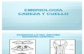 Embriologia Cabeza y Cuello