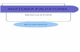 Anatomia Palpatoria Muscular