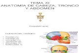 TEMA XI ANATOMÍA DE CABEZA Y TRONCO