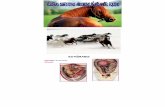 Sistema Digestivo de Equinos y Suinospdf