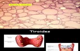 Efecto Fisiologico Hormonas Tiroidea Ppt Share)