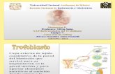 3.1.3 Enfermedades Del Trofoblasto Nayeli yNashelli