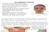 4ta Clase Cabeza Fosa Oral + Degraba - Dr. Herrera