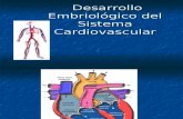 Desarrollo Embriologico Del Sistema Cardiovascular