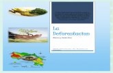 La deforestación y sus causas en méxico y costa rica