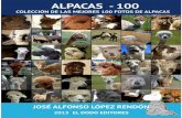Alpacas 100 colección de las mejores 100 fotos de alpacas