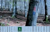 Catálogo bosque marcado