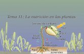 Tema 11: La nutrición en las plantas