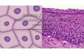Practica 2-3: uniones intercelulares, epitelios, tejidos conectivos