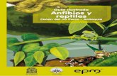 Guía Ilustrada Anfibios y reptiles