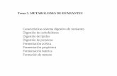 Tema 5. METABOLISMO DE RUMIANTES Características sistema ...