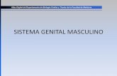 Sistema genital masculino: Pene
