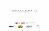 ROSA DE JAMAICA