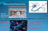 Neurociencia de lo molecular a lo cognitivo