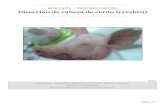 Biología 3° medio - Informe de Disección de Cabeza de Cerdo