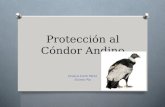 Protección al cóndor andino