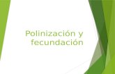 09.  Polinización y fecundación