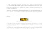 Exportacion del mango.pdf 2