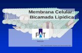 Membrana Celular: Bicamada Lipídica