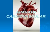 6to cardiovascular