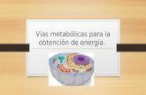 Vias metabolicas