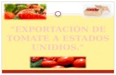Exportacion de tomate.