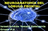 Lóbulo frontal[1]