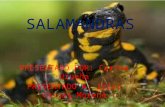 Salamandra (carina)
