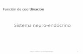 Neuro endocrino