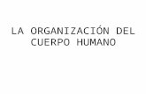1.Organización del cuerpo humano