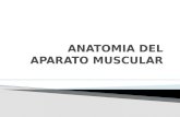 Anatomia 7ma-clase-del-aparato-muscular-1